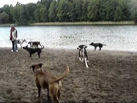 Sozialisierung von Hunden im Hundeauslaufgebiet