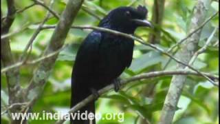 Greater Racket Tailed Drongo or Dicrurus paradiseus