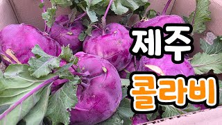 제주 콜라비 아삭한맛! 못난이 귤 생방송