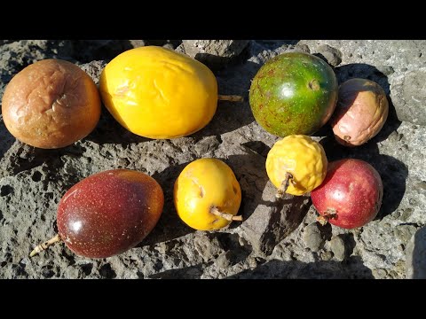 How to choose the perfect Passion Fruit (all Passiflora edulis) in Tenerife