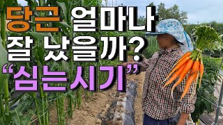 장마철 심은 당근 잘 났을까요? 당근 심는시기 당근파종 - carrot planting season