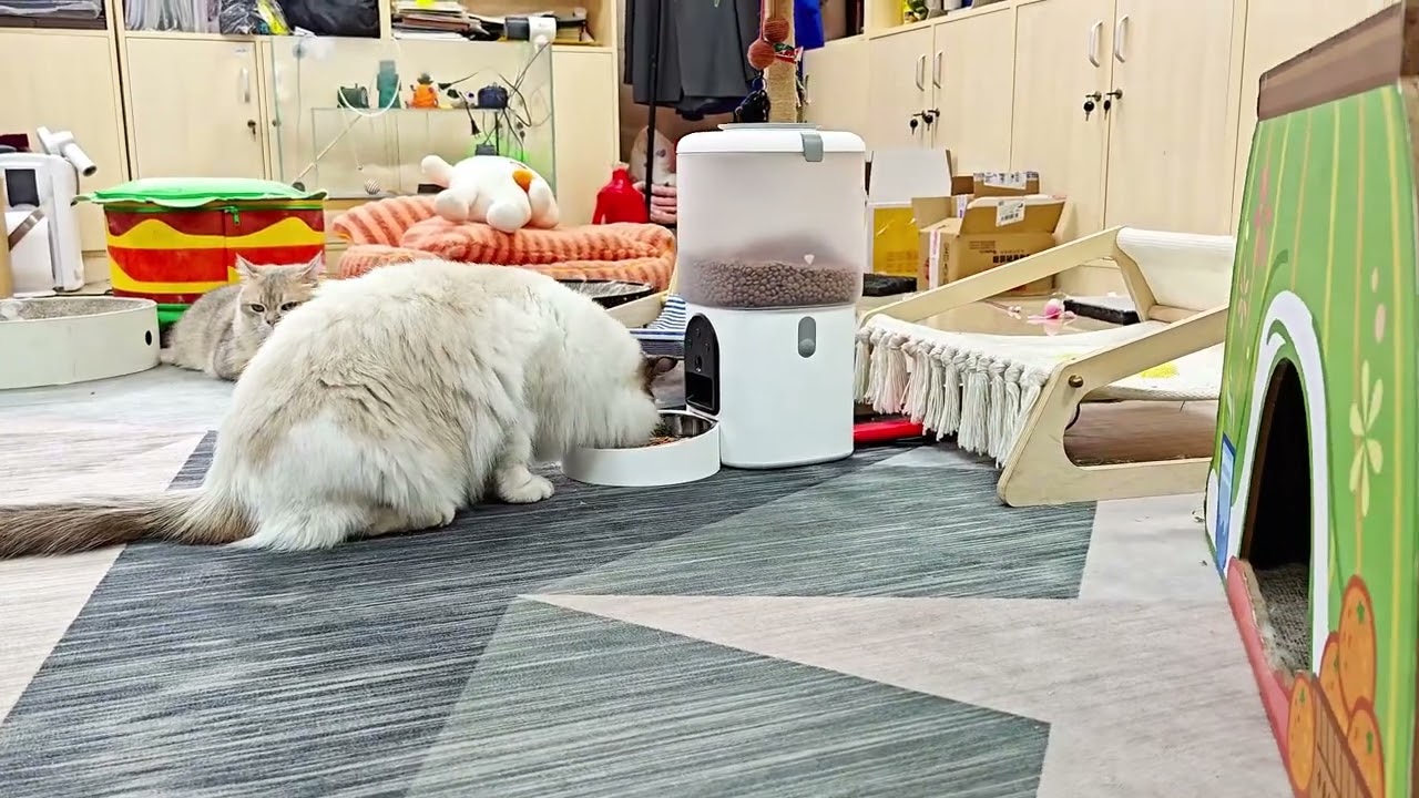 XIAOMI BHR6143EU SMART PET FOOD FEEDER EU 3.6Ltr