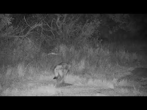 Djuma: Two Hyenas walk past on road in front of cam - 20:26 - 08/12/21