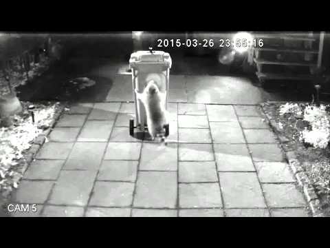 Rehrig Raccoon Institute