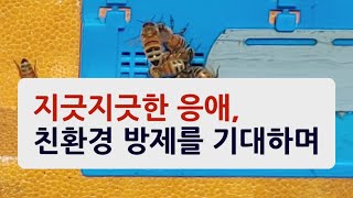 지긋지긋한 꿀벌응애, 친환경 방제로 박멸을 기대해 봅니다.