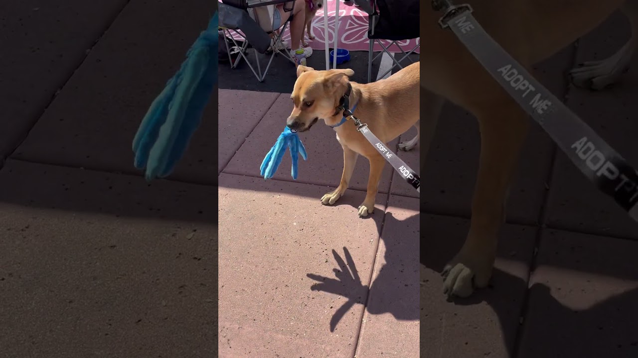 Enlarge Casper, an adopted mixed breed in Phoenix, AZ video 6/6