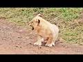 Lion Cub Roars For Mommy When He Thinks She Forgot About Him