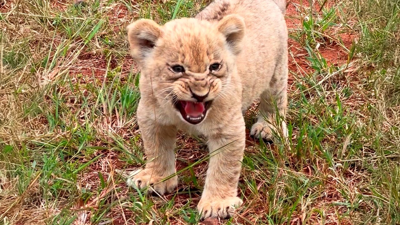 Lion Cub Roars for Mommy When he Thinks She forgot About Him