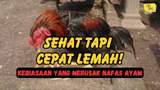 Download lagu Healthy But Short of Breath? This Is a Mistake Chicken Hobbyists Rarely Realize mp3