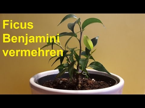 Propagating the weeping fig Ficus Benjamini by cuttings - offshoot Ficus Benjamina
