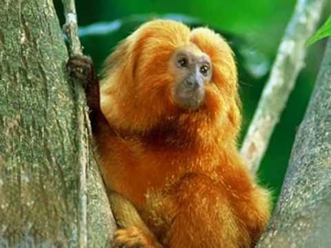 IVAN LINS  " MEU PAÍS "