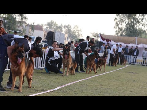 Exposición Canina GSDCP Shikarpura Exposición Canina GSDCP Pakistán Exposición Canina Shikarpura ...