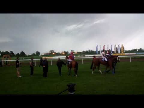 Ulazak u start masinu Trka "Sabacki Trial Stakes"