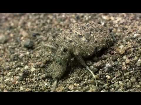 O INCRÍVEL MUNDO DOS INSETOS   Documentário Online Dublado HD