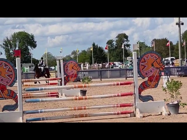 Gelding sBs Belgian Warmblood For sale 2020 Bay