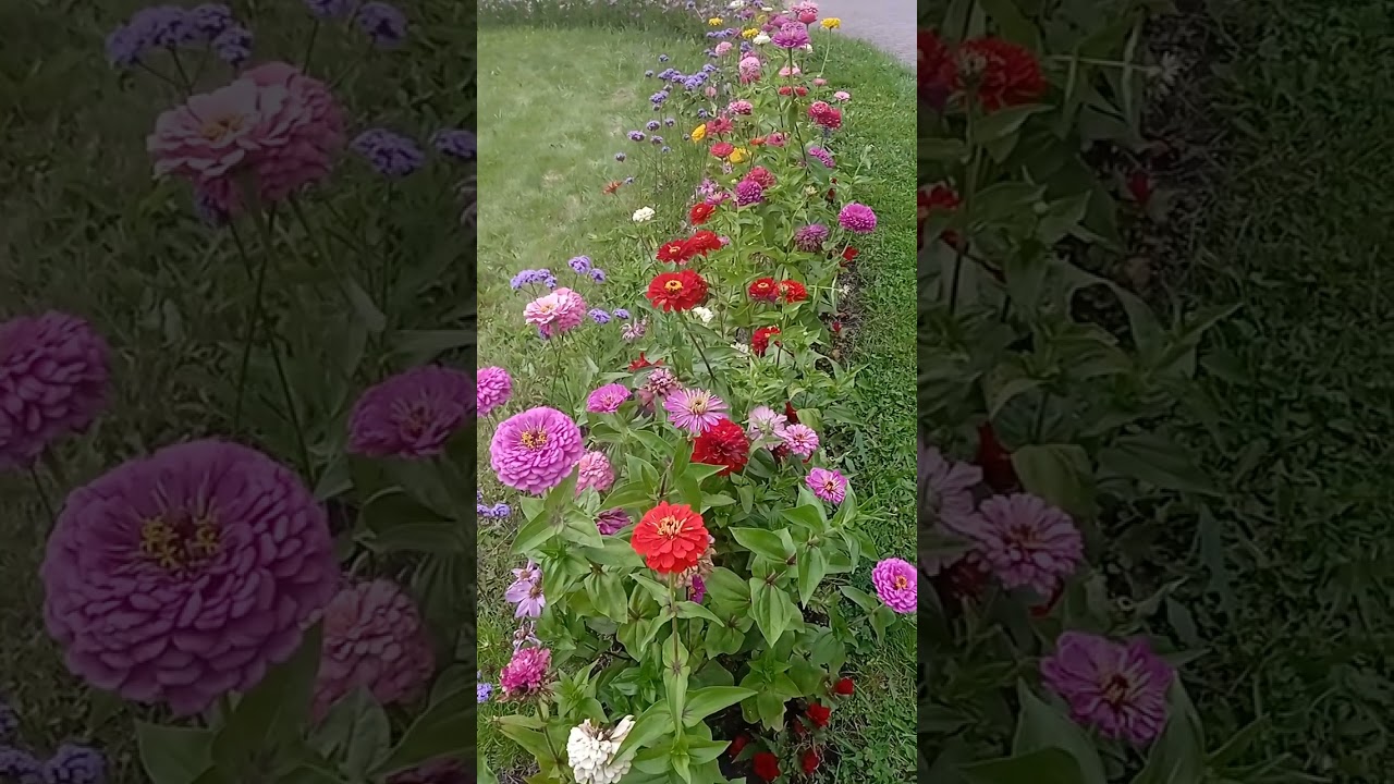 Цветы 