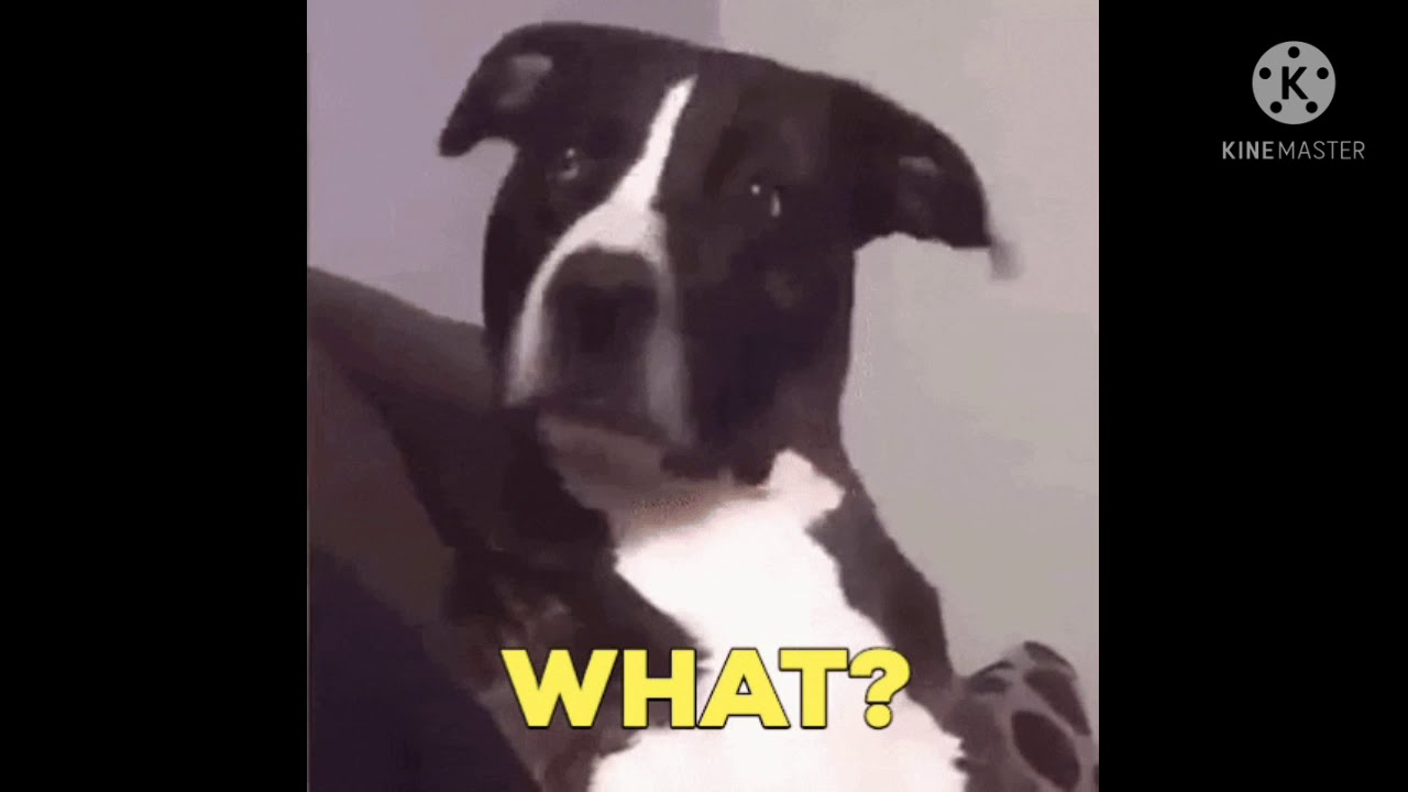 Funny Tenor GIF in your comment 😅😅😅😅😅😅