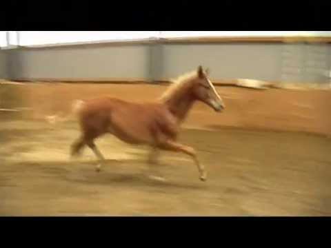 Colt by Scolari - Tuareg