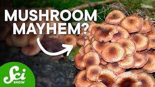 10 Fantastic Fungi Superpowers