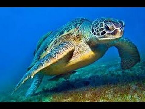 image-How does a sea turtle move?