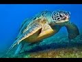Sea Turtles Documentary HD- Turtle documentary film
