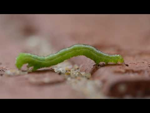 How Long Do Inchworms Live