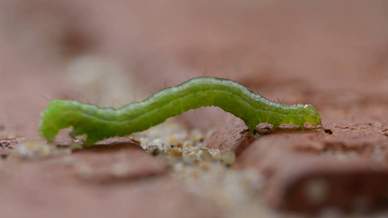 Inchworm: Geometridae caterpillar