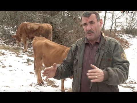 DVA BRATA IZ BANJANA DRZE 30 KRAVA NA OTVORENOM