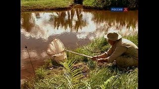 Сачок для ловли насекомых в воде