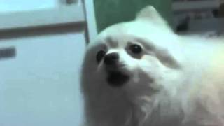 Cover art for mettadog