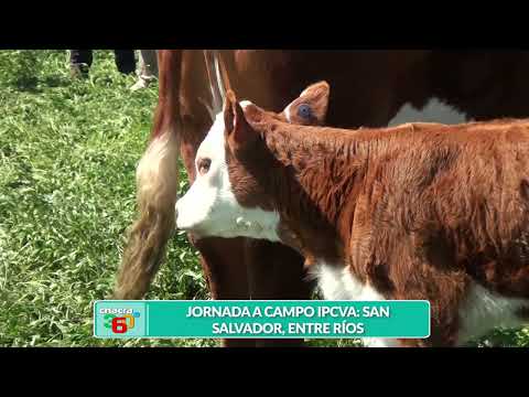CH360 ANDREA SARNARI    JORNADA A CAMPO IPCVA SAN SALVADOR ENTRE RÍOS
