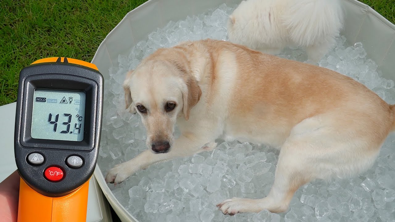 43도 폭염에 얼음을 잔뜩 주었더니 생기는일