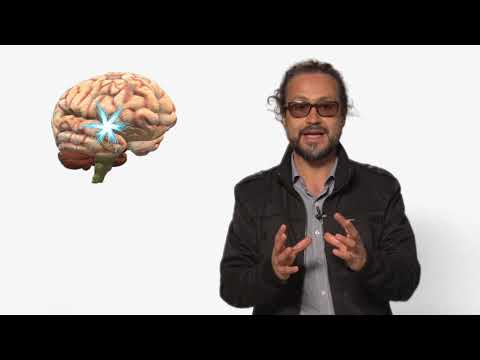 ¿Cómo afecta el estrés al cerebro? #CienciaUN