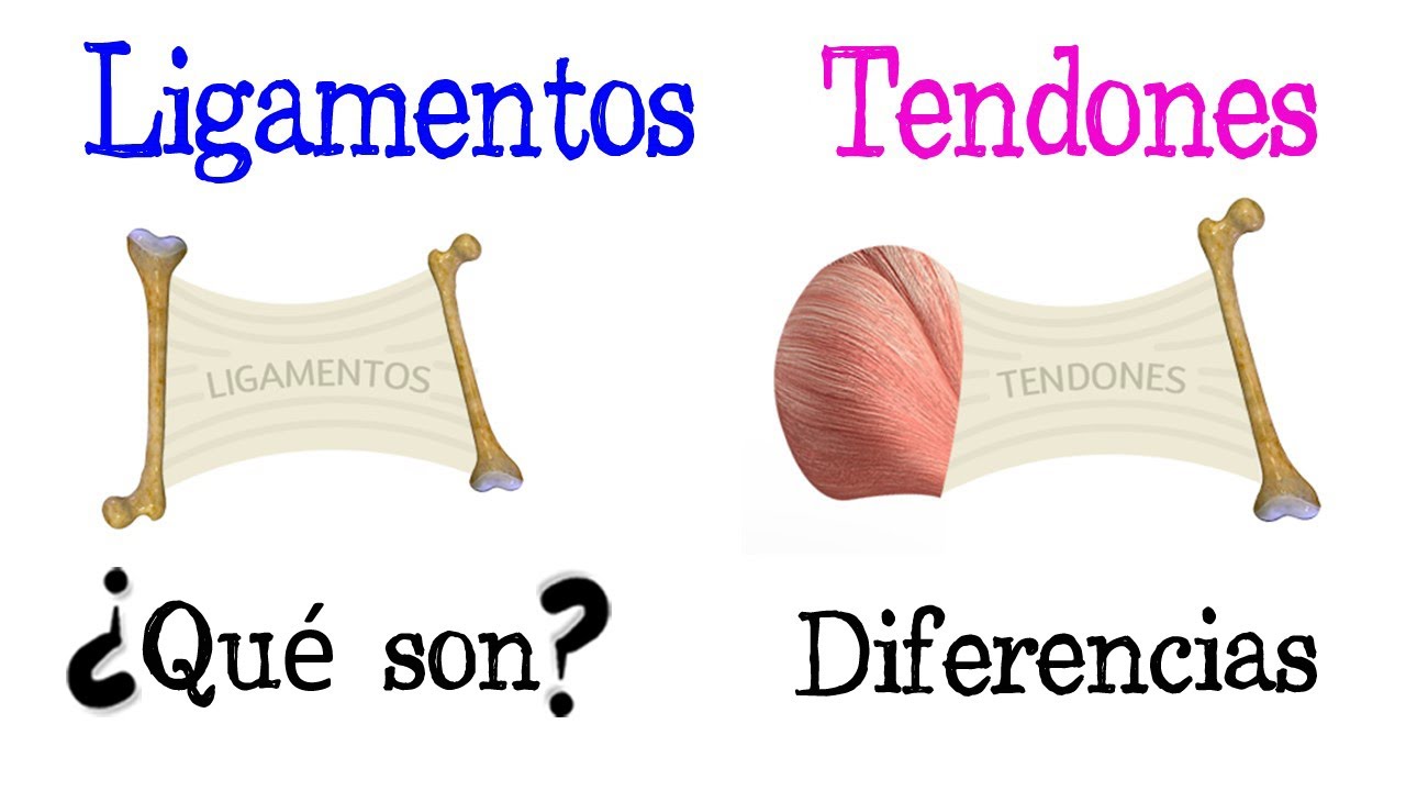 🍖 Diferencia entre Ligamentos y Tendones 🍖 [Fácil y Rápido] | BIOLOGÍA |