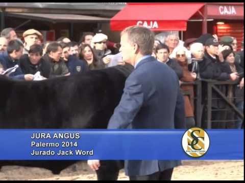 Jura Angus - Palermo 2014