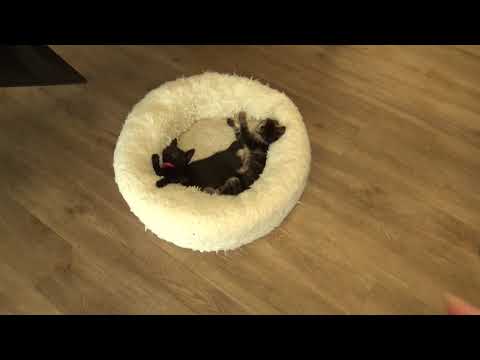 Learning the names of kittens at Catffeinated