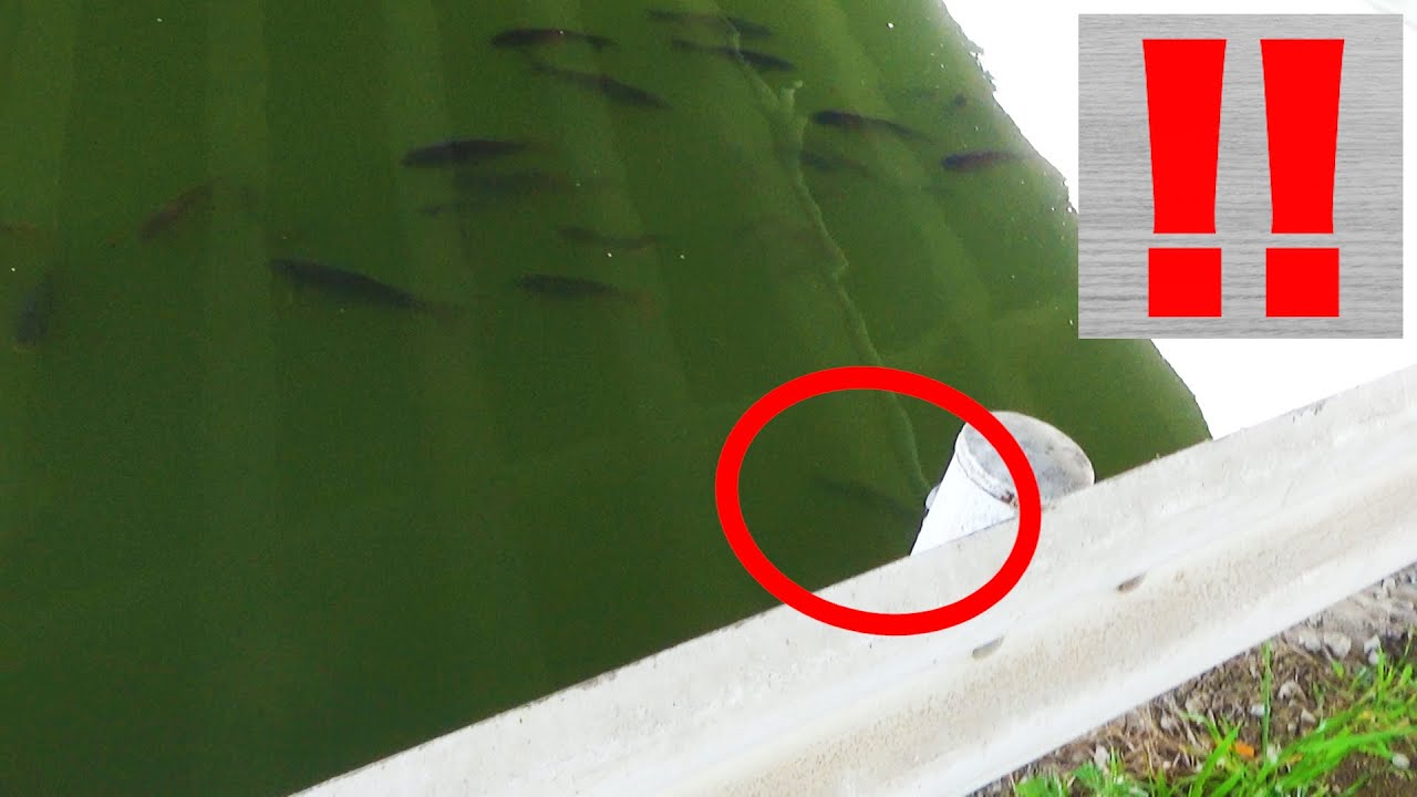 コイの群れかぁ.....え！？