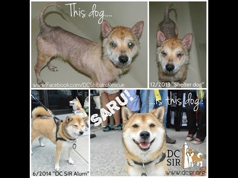 DC Shiba Inu Rescue (DCSIR): Inspiring Dog Rescue Transformation, Saru's Story.