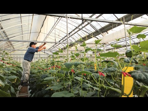 アケビ、つるキュウリ 植物