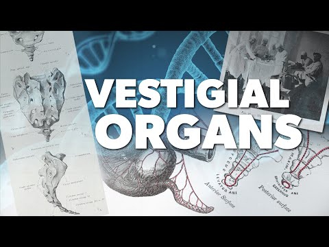Vestigial Organs | Proof for God