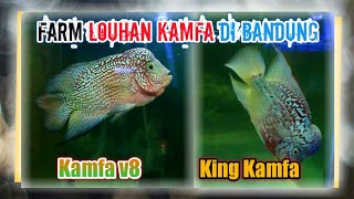 Download lagu REVIEW HARGA LOUHAN KAMFA DI BANDUNG -BZ LOUHAN BANDUNG mp3 Download lagu REVIEW HARGA LOUHAN KAMFA DI BANDUNG -BZ LOUHAN BANDUNG mp3