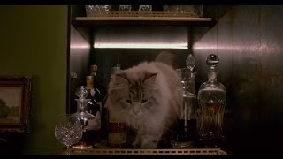 Drunk Cat Nine lives [funny part]