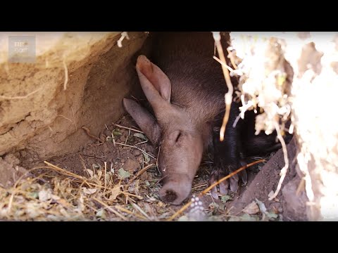 Cute Aardvark Snuffles In His Sleep | BBC Earth Explore