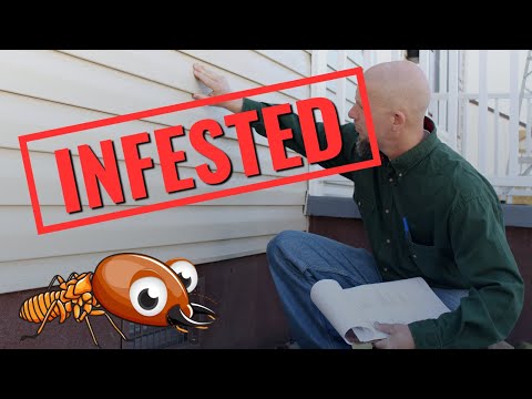 How to find Termite Damage easily (pest control secrets)