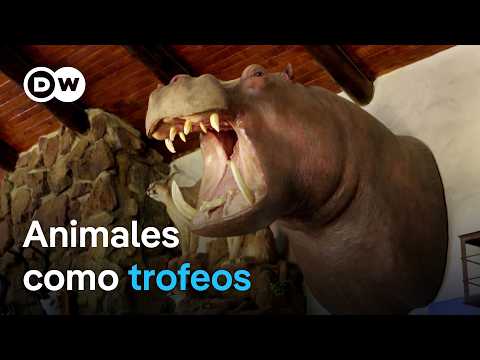 Trophy hunting - Cruel pastime or species conservation? | DW Documentary