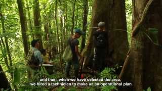 preview picture of video 'Forest Stewardship Council - FSC HONDURAS - English Subtitles'