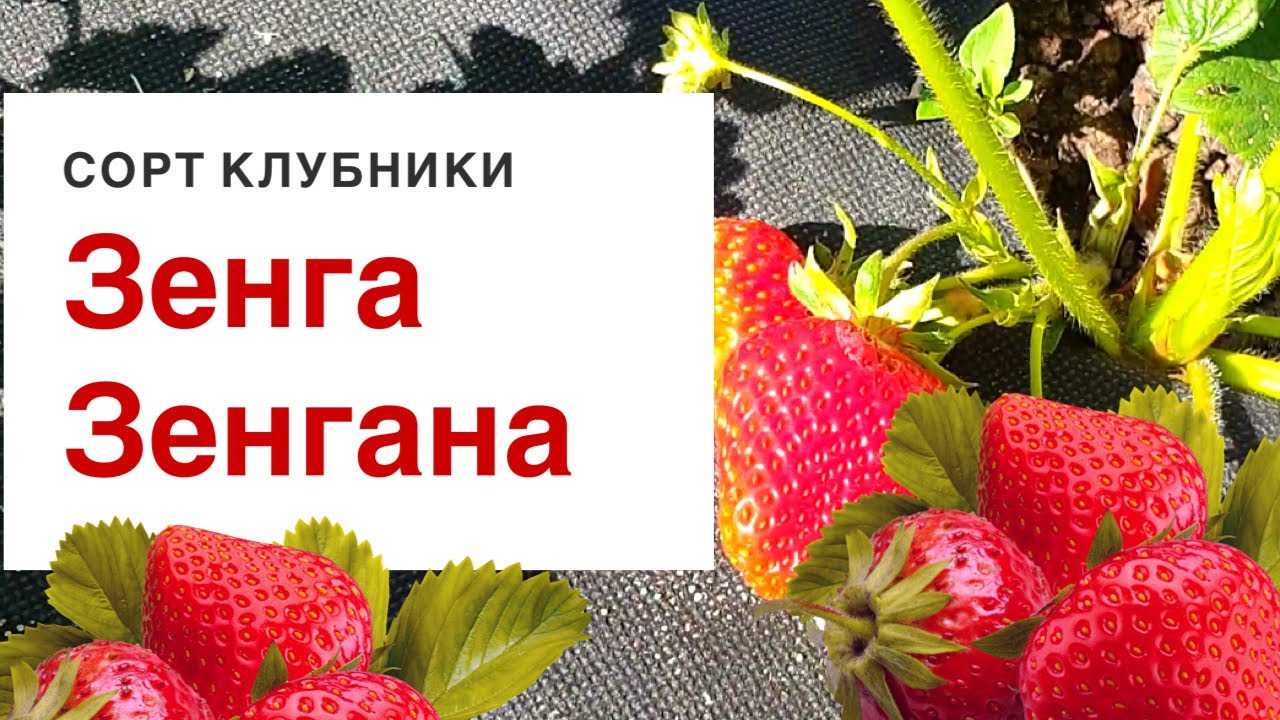 Клубника Сорт Зенга Зенгана Ананасная Клубника