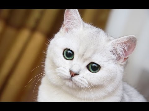 fanny video cats 2016