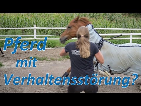 Pferd mit Verhaltensstörung soll wieder brav um Umgang werden. Sind Schmerzen die Ursache?