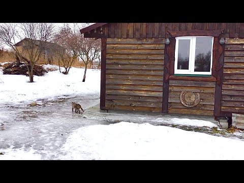 ЛЕДЯНАЯ ЗИМА, ДОДЕЛЫВАЮ САУНУ, КУРЫ ПРИДУМАЛИ СЕБЕ ОБОГРЕВАТЕЛЬ.